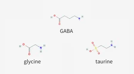 Similar structure of the neurotransmitters GABA, glycine, and taurine.