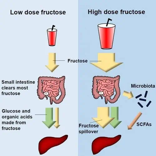 fructose small intestine