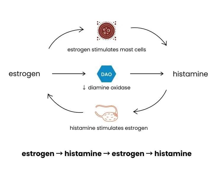 How estrogen increases histamine.