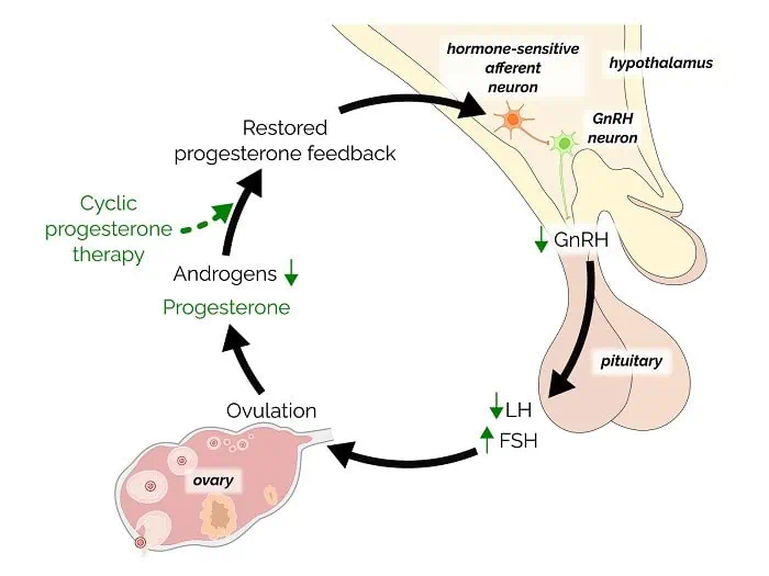 Normal neuroendocrine function of the hypothalamic-pituitary-ovarian (HPO) axis. 