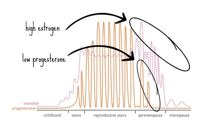 Estrogen and progesterone across the lifespan showing puberty and perimenopause.