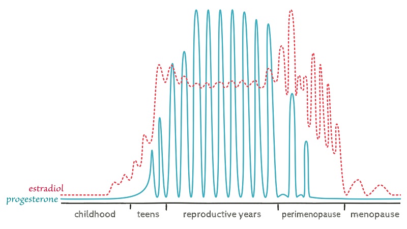 estrogen and progesterone across the lifespan