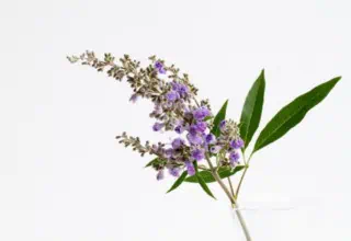 Vitex or chastetree for period problems.